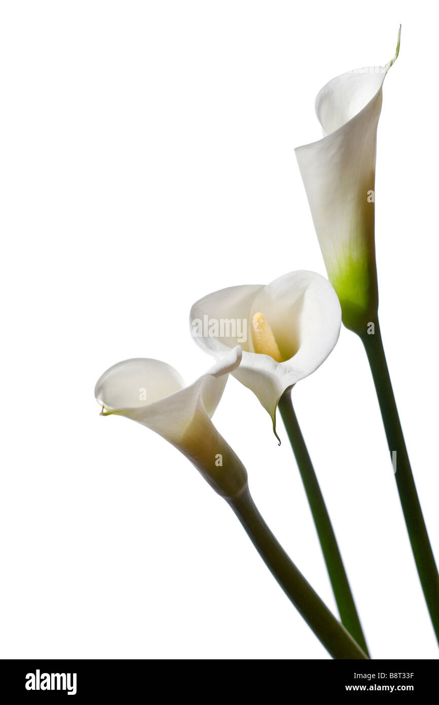 Tre gigli di calla vicino fino isolato su sfondo bianco Foto Stock