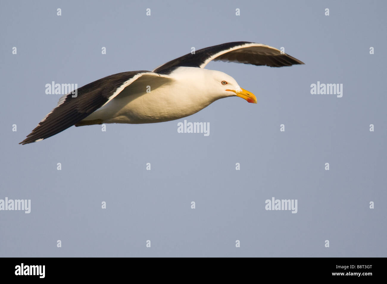 Gabbiano Kelp (Larus dominicanus) in volo Foto Stock