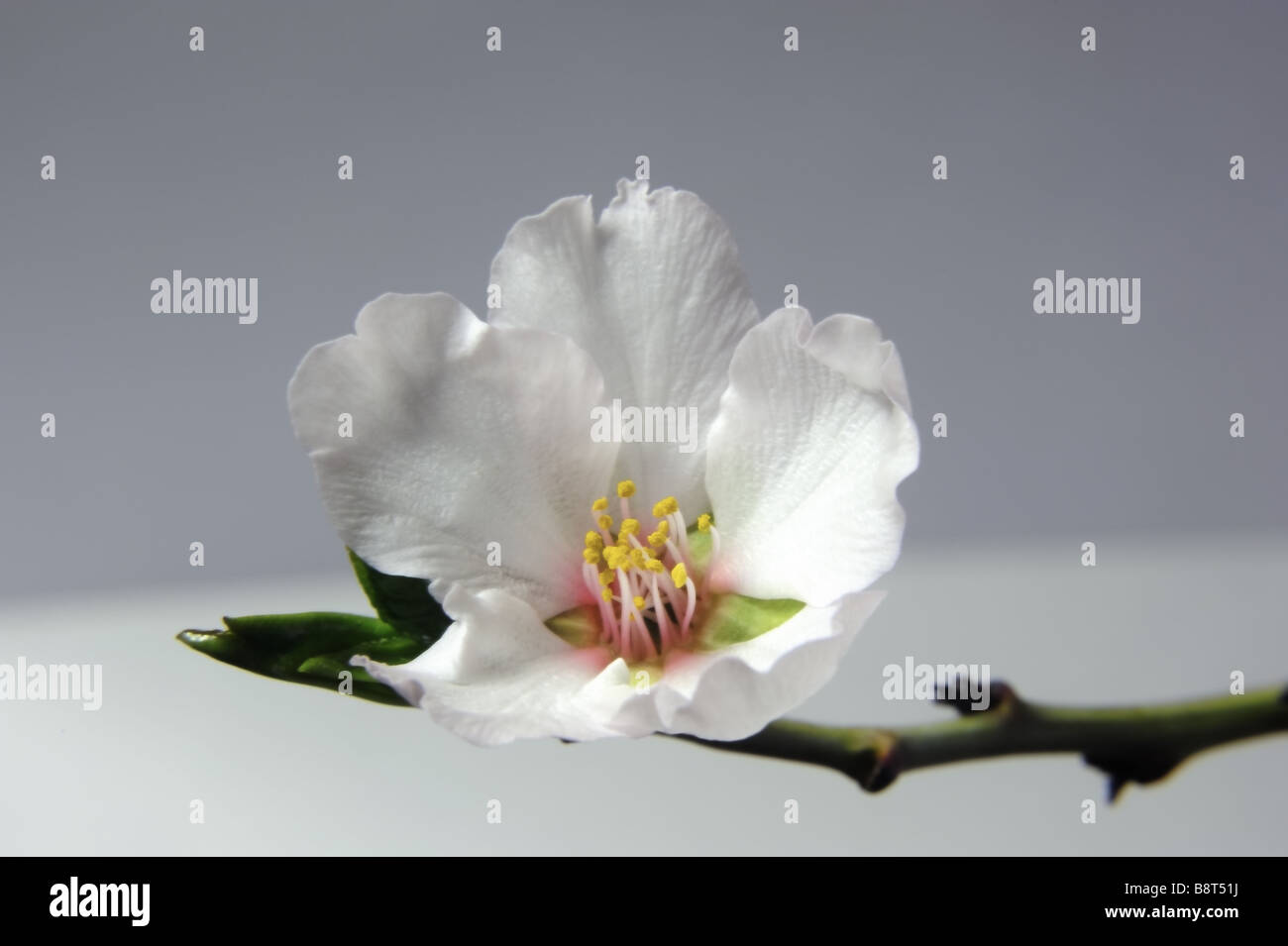 Mandorlo fiorisce. Fotografia Stock da cahyman Foto Stock