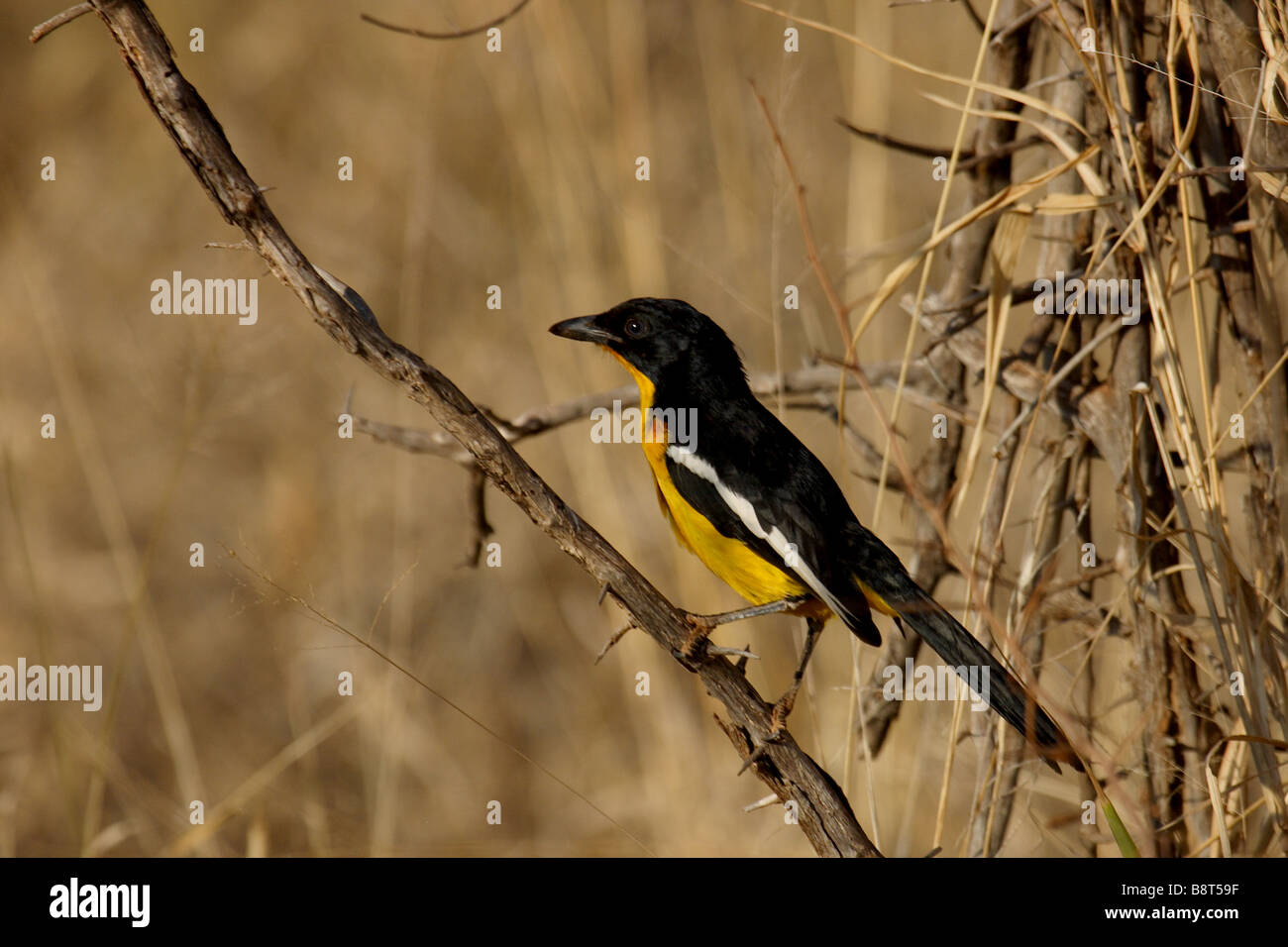 Crimson-breasted shrike (gonolek) - formulario giallo [rare] Foto Stock