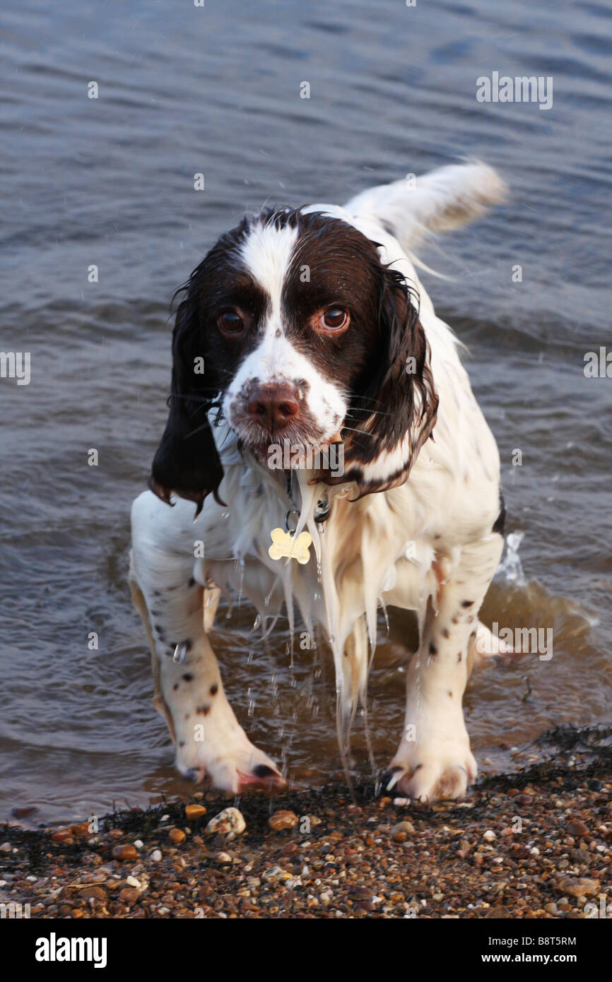 Inglese Springer Spaniel, marrone e fegato, marrone e bianco, canino, Gun Dog, energico, attivo, lavoratore duro, lavoro sul campo, attento desideroso, bello, animale domestico Foto Stock