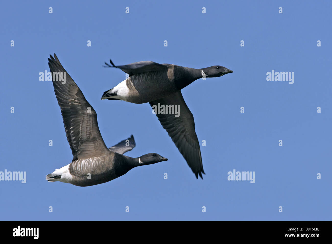 Brent goose (Branta bernicla), due individui battenti, Paesi Bassi, Texel Foto Stock