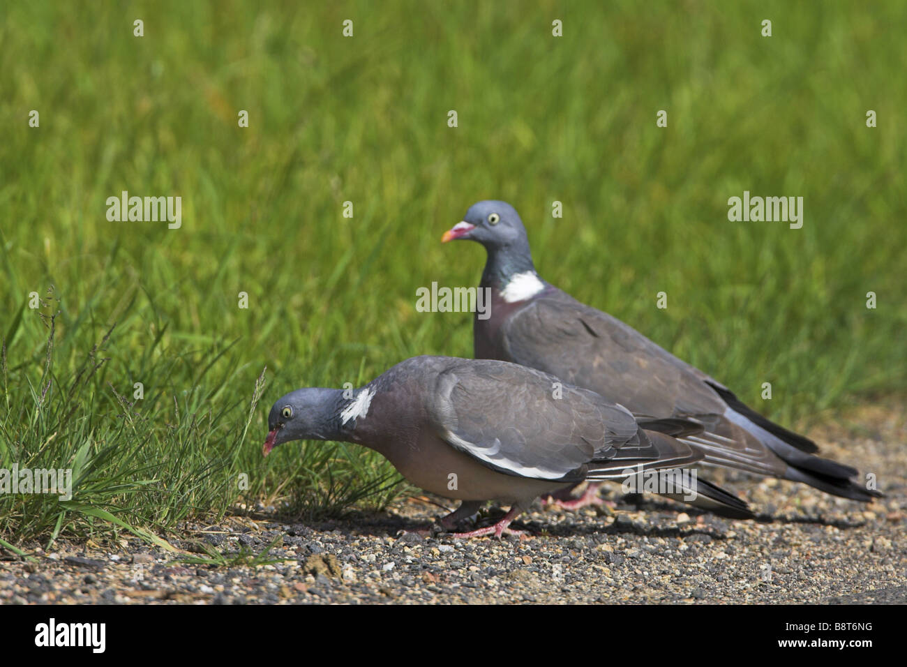 Il Colombaccio ( Columba palumbus), due individui rovistando sul terreno, Germania Foto Stock