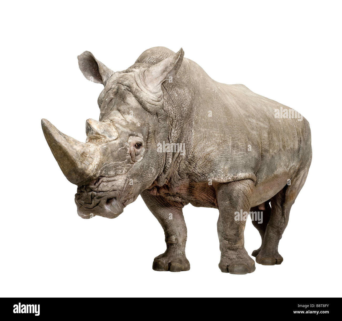 Rinoceronte bianco o a labbro quadrato rinoceronti Ceratotherium simum dieci anni davanti a uno sfondo bianco Foto Stock