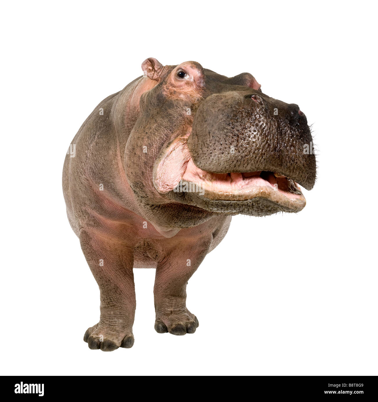 Ippopotamo Hippopotamus amphibius 30 anni davanti a uno sfondo bianco Foto Stock