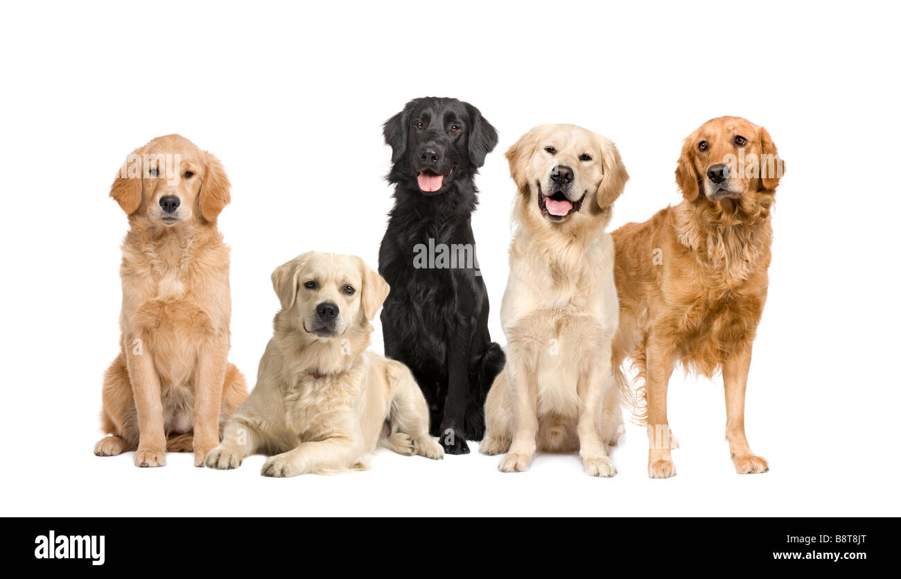 Gruppo di 5 golden retriever e labrador rivolto verso la fotocamera davanti a uno sfondo bianco Foto Stock