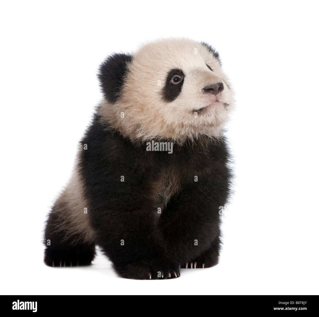 Panda gigante 6 mesi di fronte a uno sfondo bianco Foto Stock