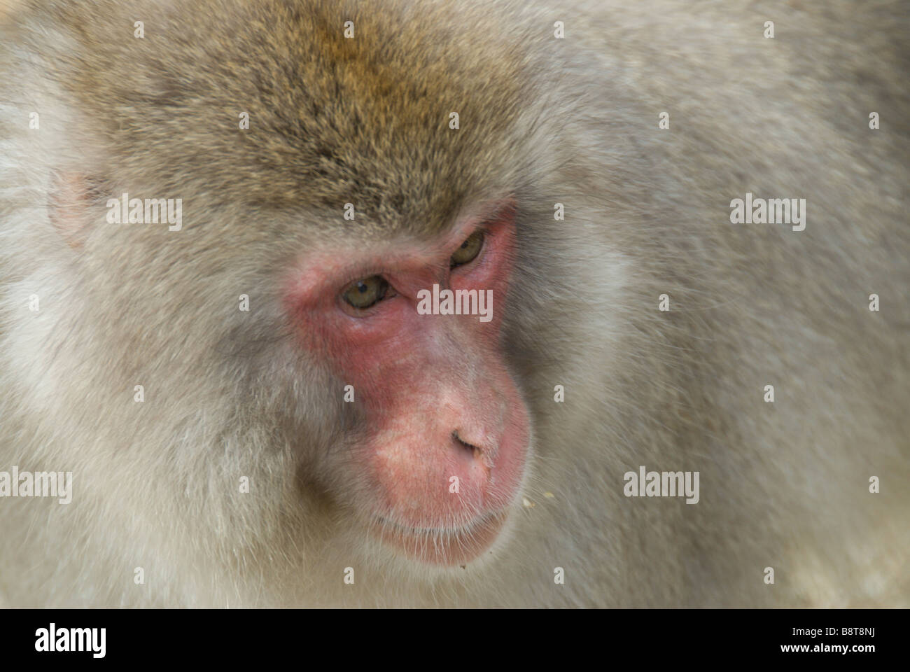 Il viso e la parte superiore del corpo di un Macaque giapponese (Macaca fuscata), o neve di scimmia, di Jigokudani, Prefettura di Nagano Foto Stock