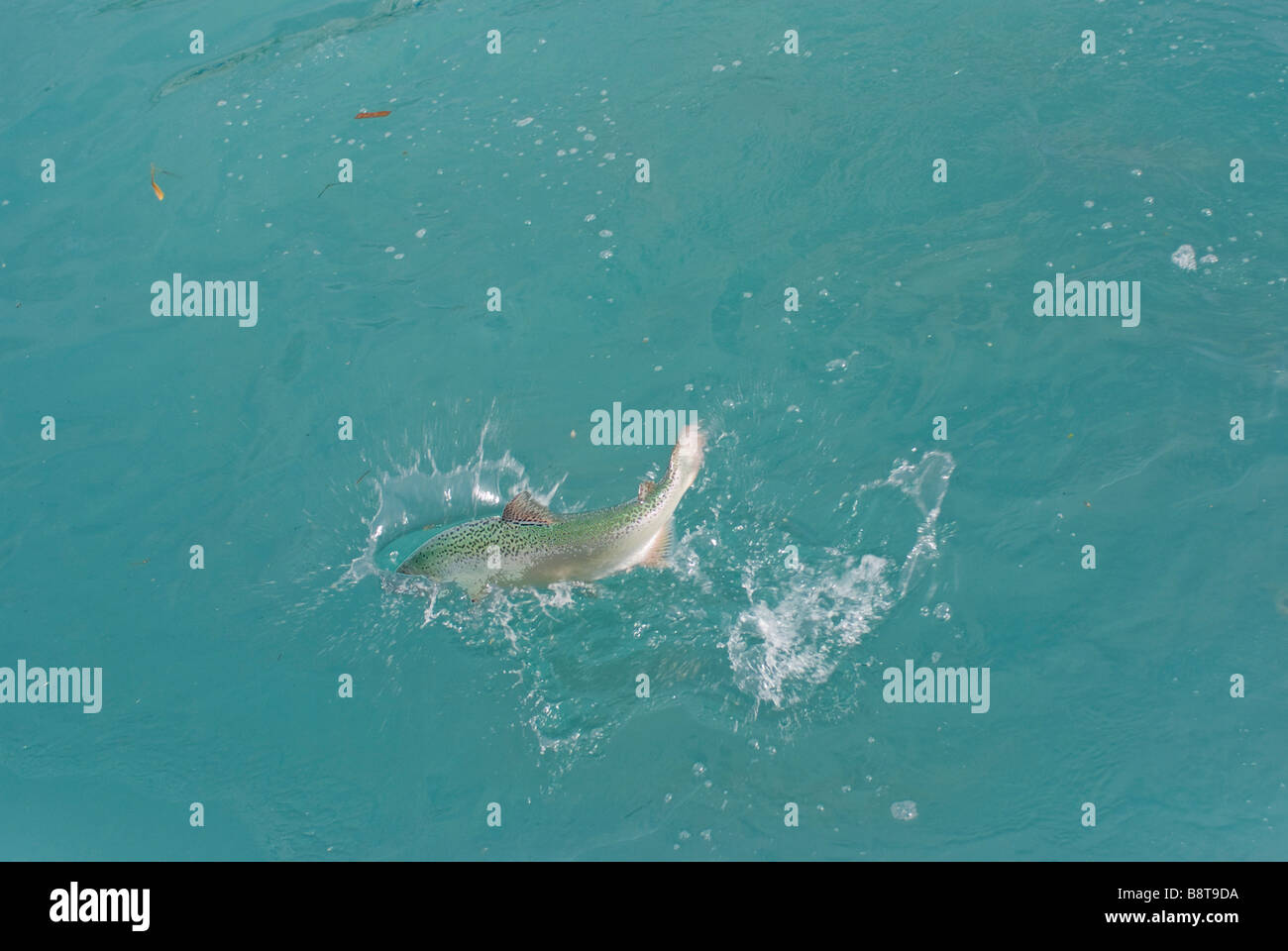Un salmone di allevamento tra molti altri passi per il cibo gettato a. Foto Stock