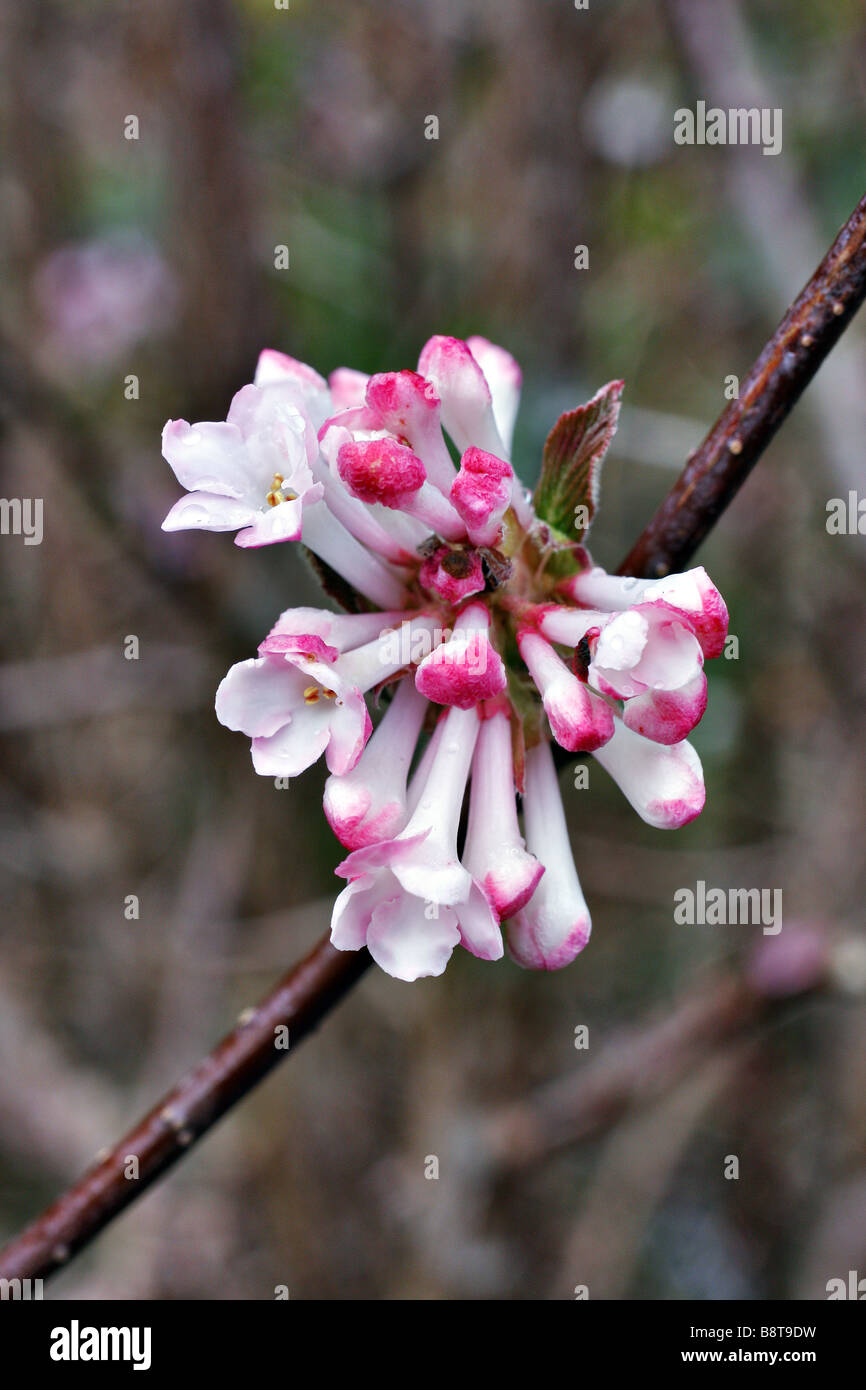 VIBURNUM X BODNANTENSE CHARLES LAMONT AGM Foto Stock