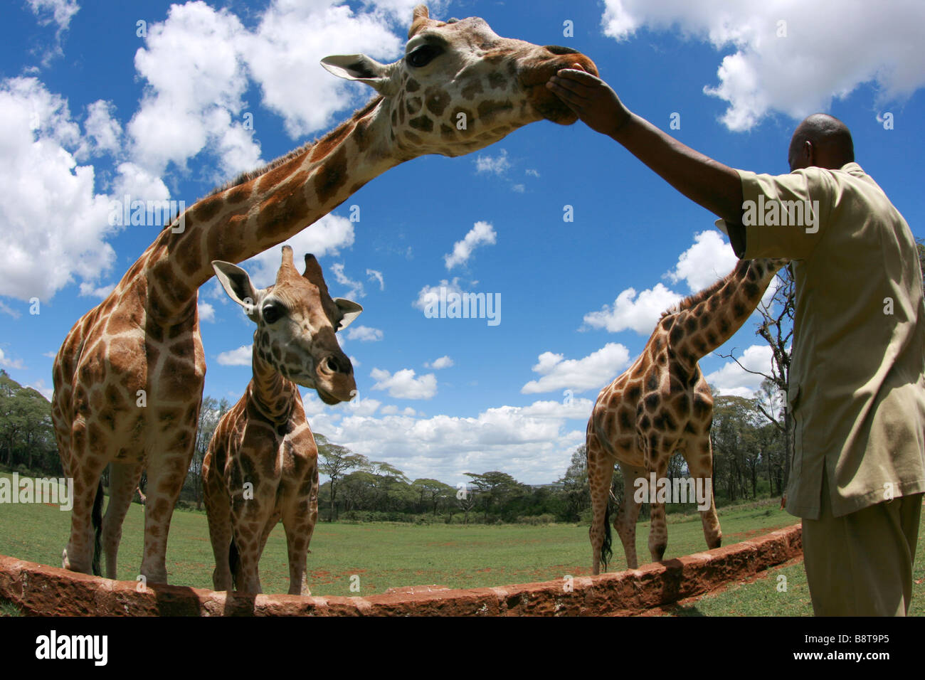 Giraffa Rothschild, Giraffe center, Nairobi, Kenia Foto Stock