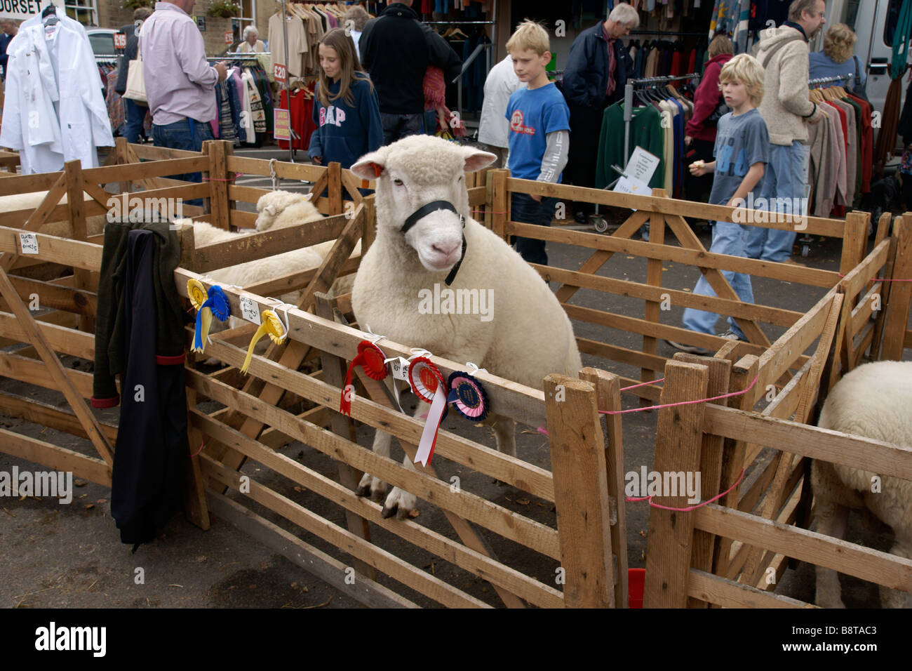 Premiato ovini in una penna a Masham pecore Fair North Yorkshire England Regno Unito (c) Marc Jackson Fotografia Foto Stock