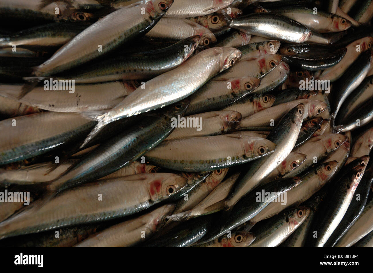 Pesca di aringhe famiglia Semporna wet mercato del pesce Semporna Sabah Borneo malese del sud-est asiatico Foto Stock