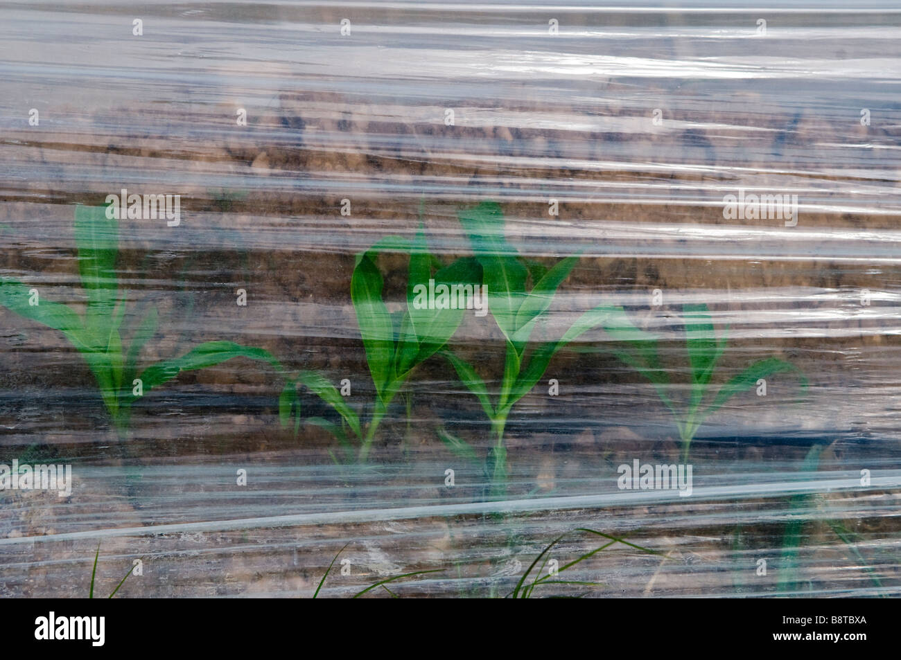 Una piantina viene visto attraverso le strisce di plastica usato per controllare la crescita di un raccolto in Israele Foto Stock