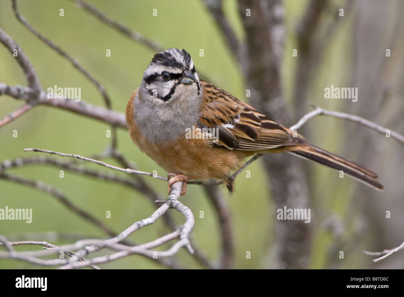 Estate maschio Rock Bunting Ronda Spagna Foto Stock