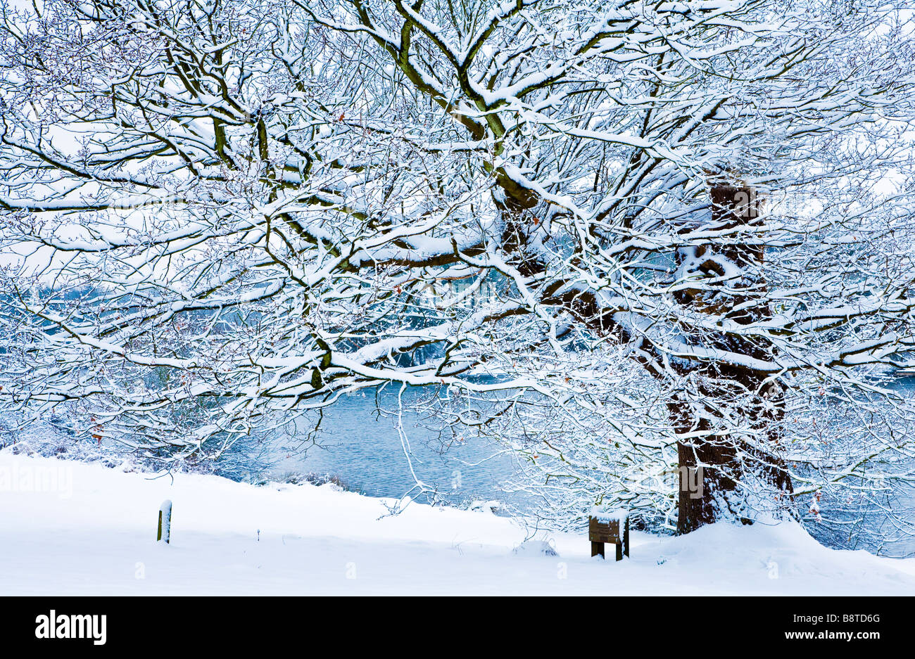 Una coperta di neve albero dal lago a Coate Water Country Park Swindon Wiltshire, Inghilterra REGNO UNITO Foto Stock