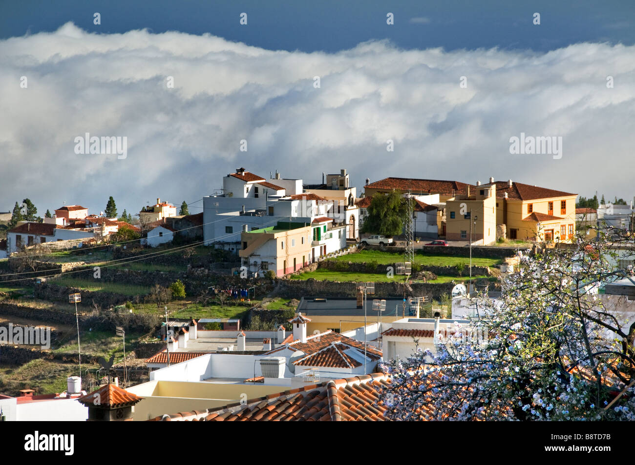 Fiore di montagna villaggio di Vilaflor in alto sopra le nuvole sulle pendici vicino Teide Mountain National Park Tenerife Spagna Foto Stock