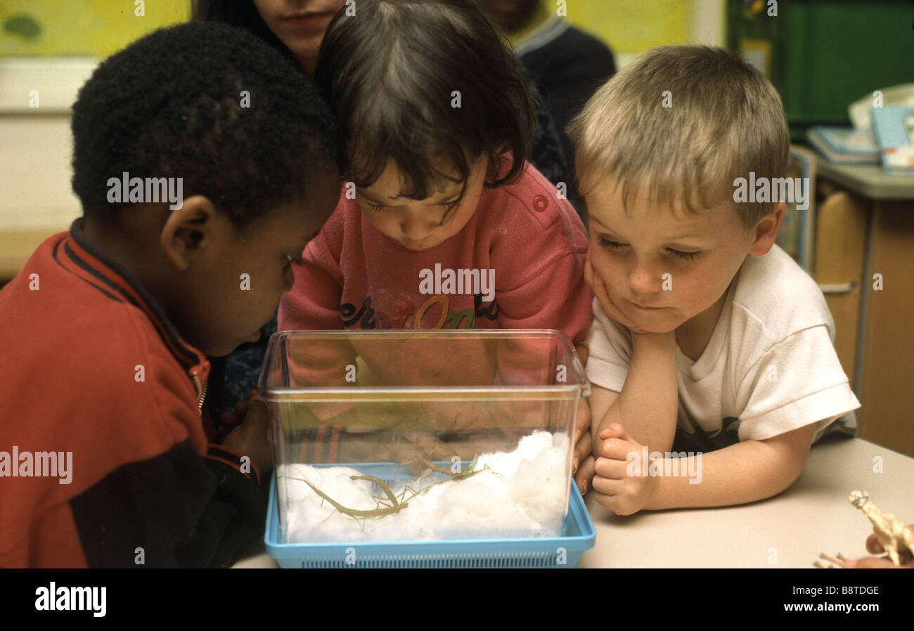 Bambini della scuola materna osservando stick insetti Foto Stock