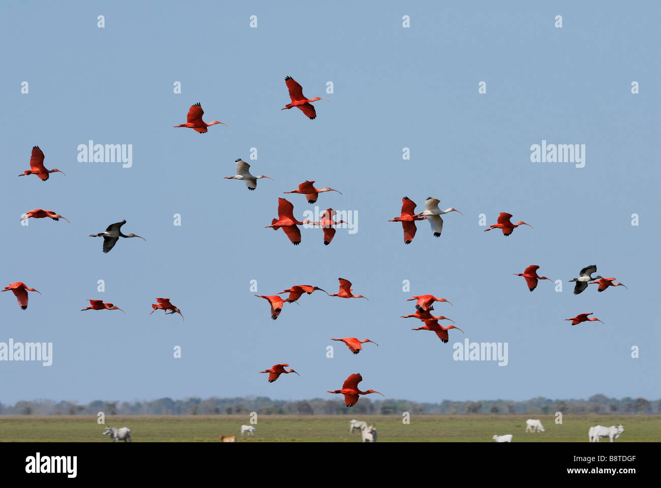 Sciame di Scarlet Ibis battenti, Eudocimus ruber, LOS LLANOS, Venezuela, Sud America Foto Stock