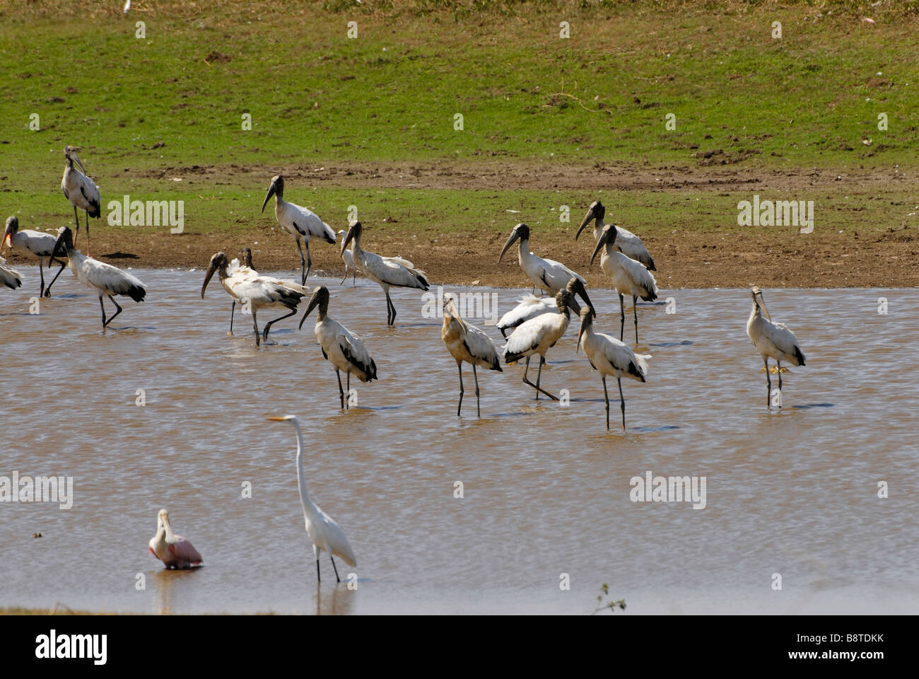 Molti uccelli acquatici diverse specie a un pool, North American wood ibis o legno stork M e Airone bianco maggiore airone bianco Venezuela Foto Stock
