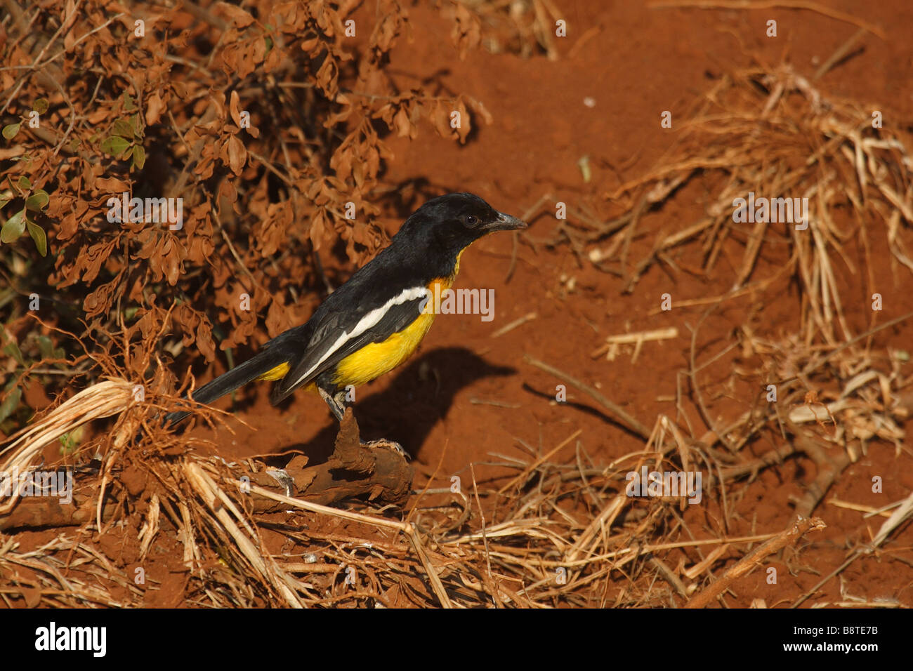 Crimson-breasted shrike (gonolek) - formulario giallo [rari Foto Stock