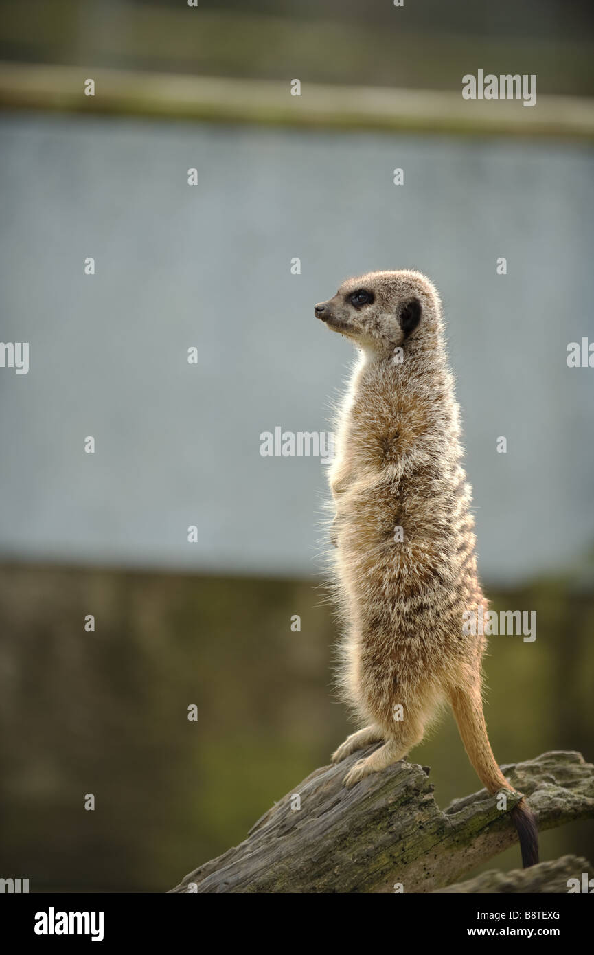 Meerkat su sentry guardando a sinistra Foto Stock