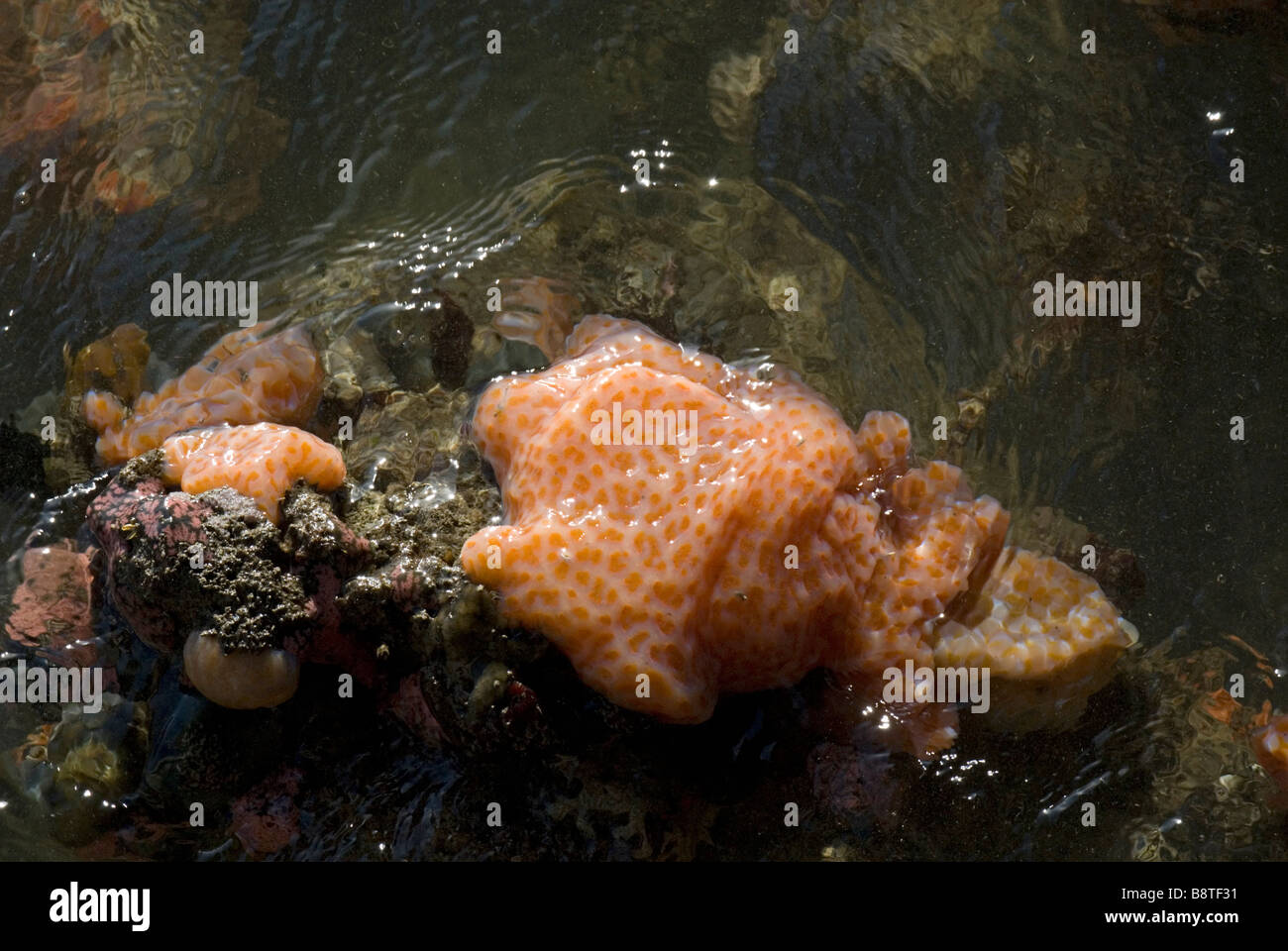 Briozoi crescono sulle rocce sotto il ponte sul lato meridionale di Longboat Key, Sarasota, Florida Foto Stock