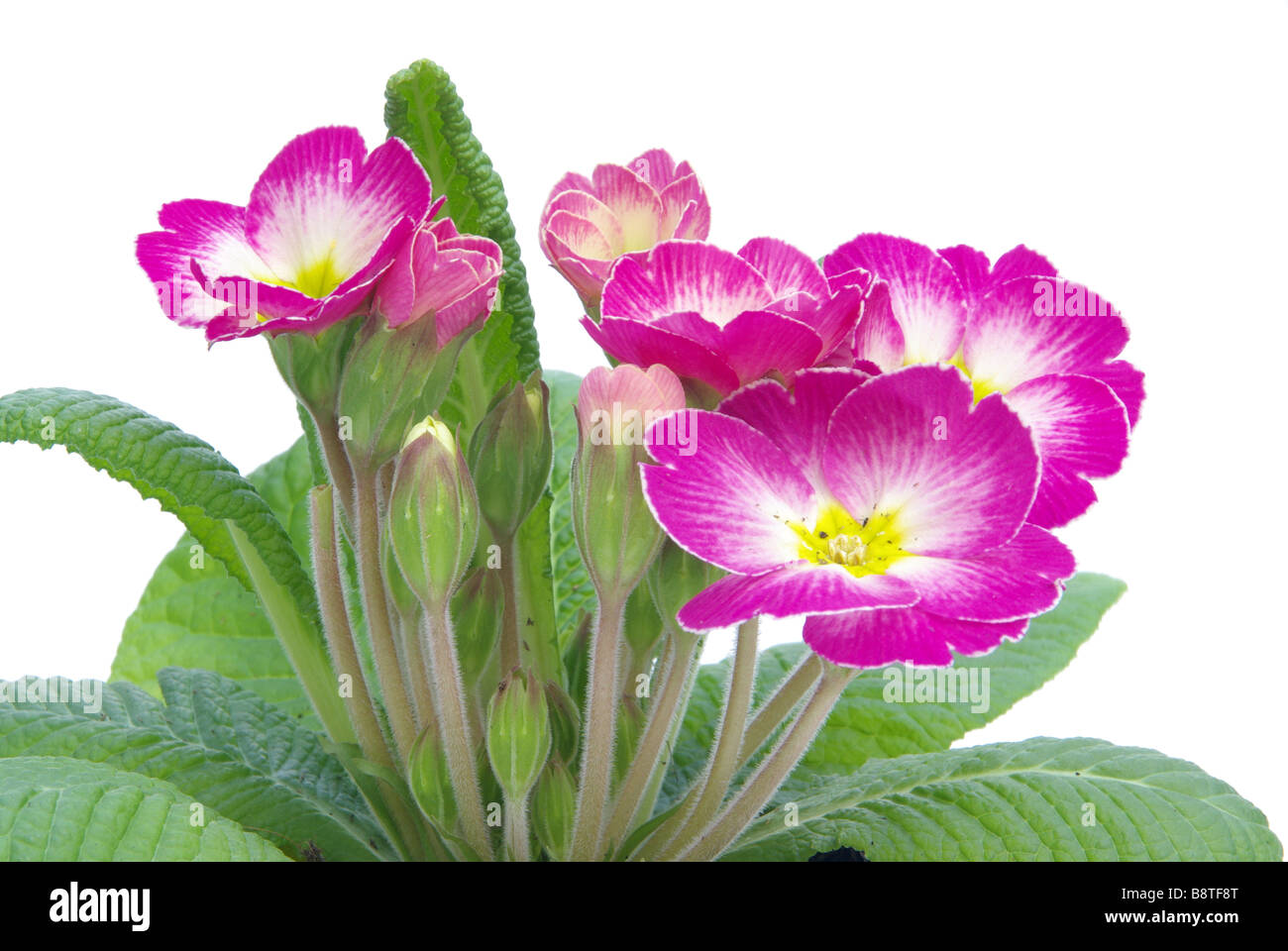 Primel primrose 02 Foto Stock
