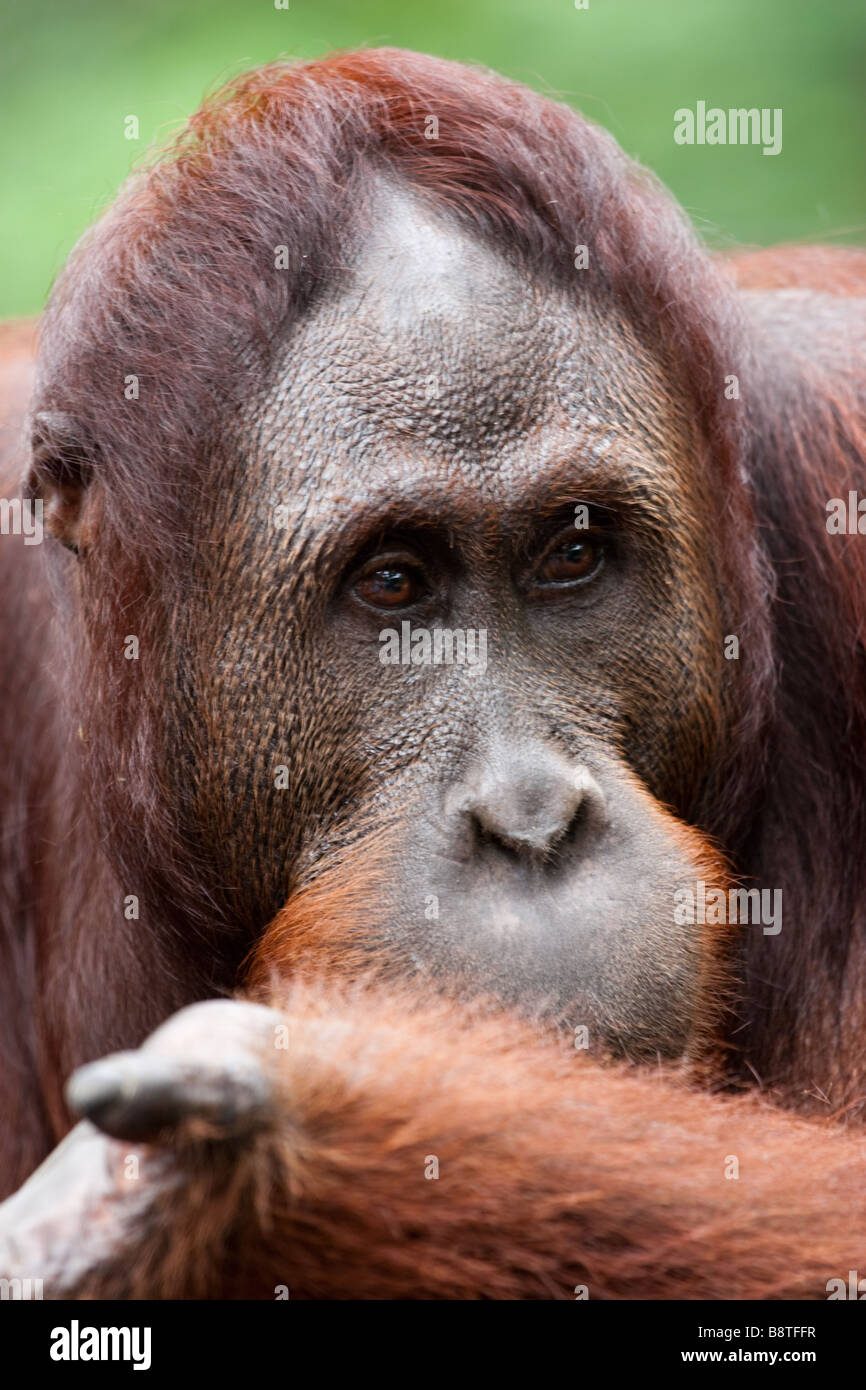 Close up dei maschi di Orang Utan Pongo Pygmaeus Pygmaaeus a Sepilok Rehabillitation Centro vicino Sandakan Sabah Borneo Malese Foto Stock
