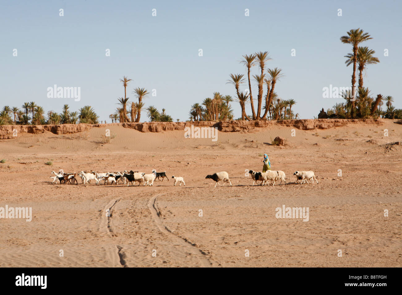 Gregge di ovini nell'Oase di Mhamid (Marocco). Foto Stock