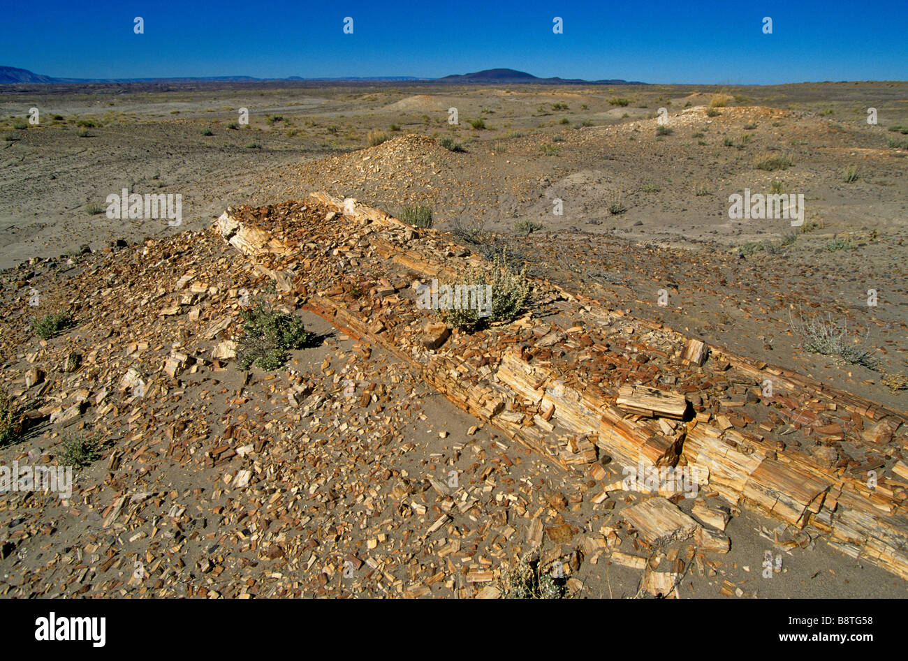 Registro pietrificato erodendo dalla formazione Chinle nel Deserto Dipinto Navajo Nation vicino a Cameron Arizona Foto Stock