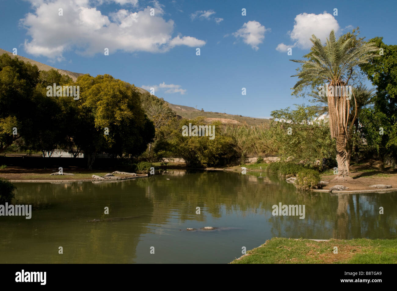 Coccodrilli del Nilo presso la Fattoria dei coccodrilli di Hamat Gader o al-Hamma un sito di sorgenti termali nella valle del fiume Yarmouk in Golan Heights Israele Foto Stock