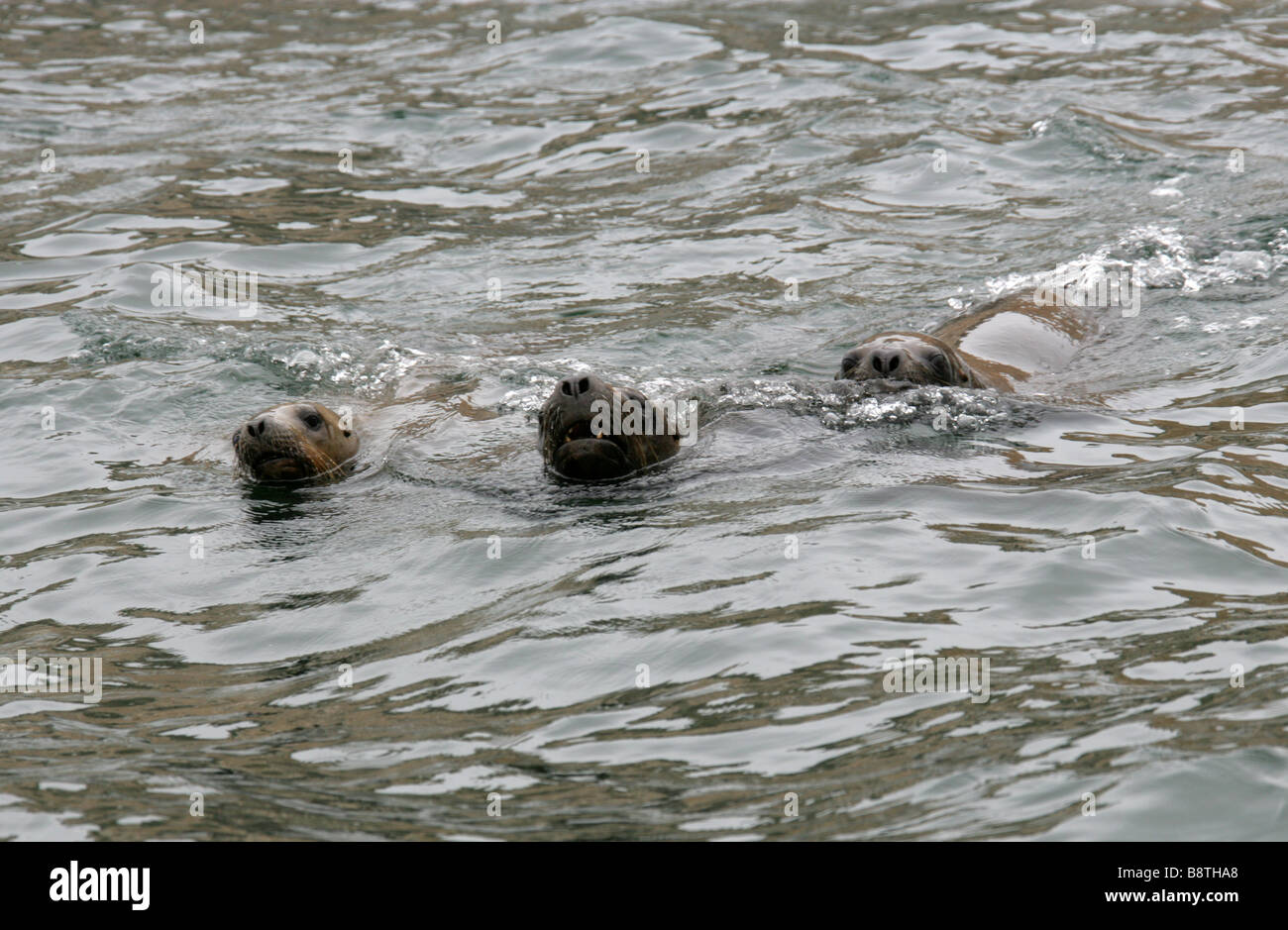 Sud Americana di leoni di mare, Otaria flavescens, Isole Palomino, Callao isole, Lima, Perù, Sud America Foto Stock