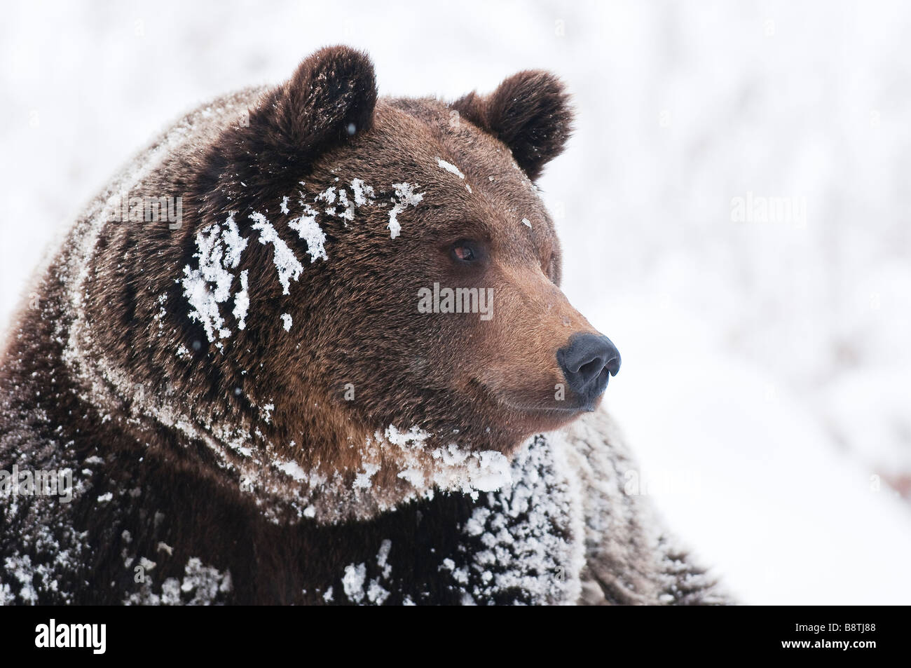 Questo orso bruno in una bavarian national park svegliati dal letargo invernale e guardai intorno tra freschi caduta di neve Foto Stock