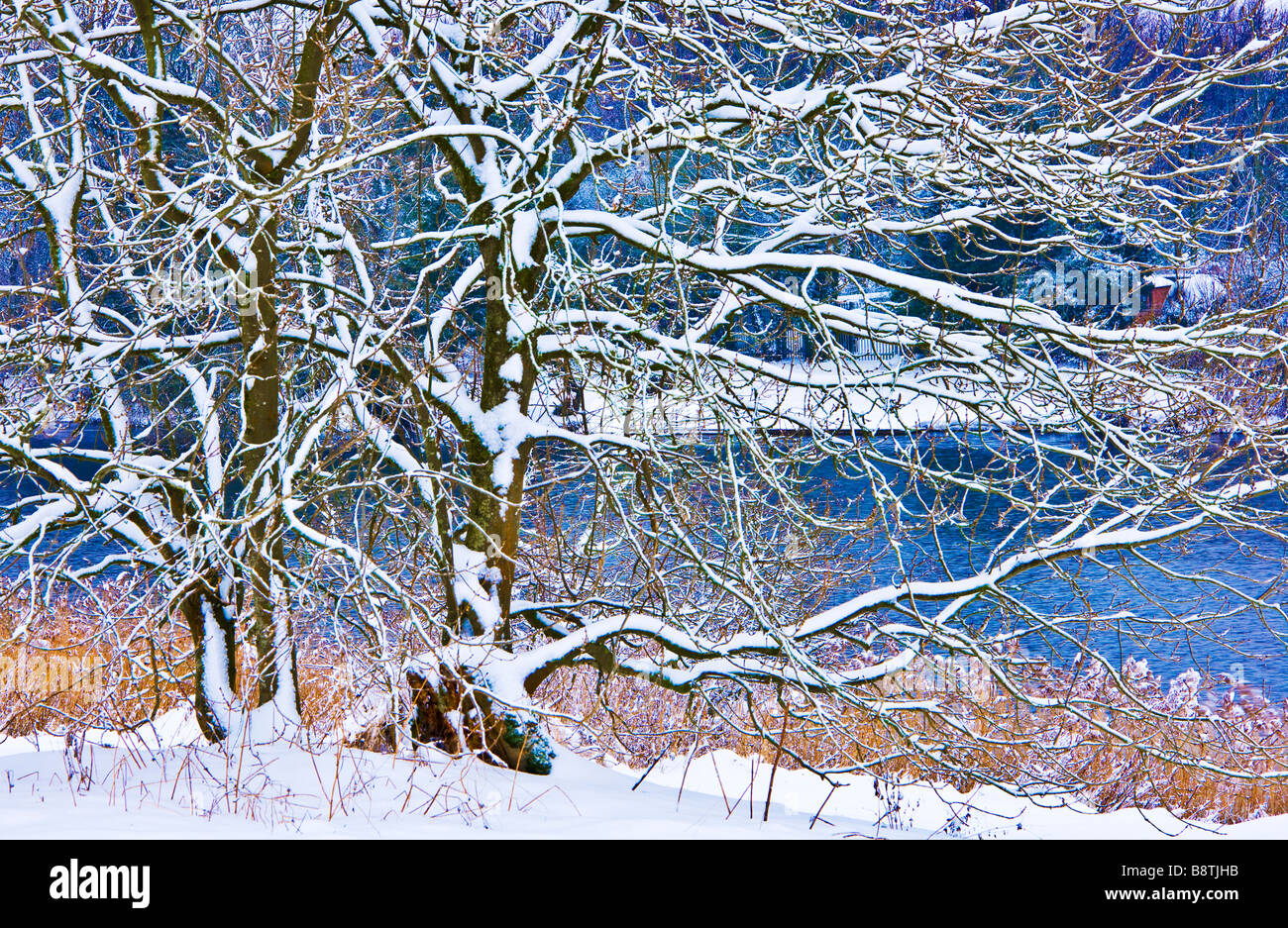 Una coperta di neve albero dal lago a Coate Water Country Park Swindon Wiltshire, Inghilterra REGNO UNITO Foto Stock