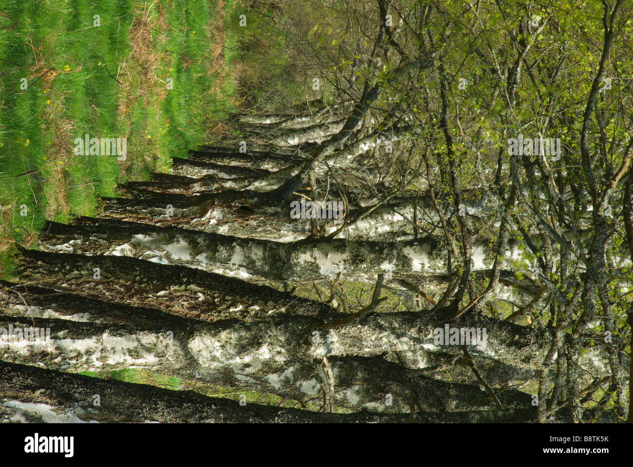 Birke Reihe birch riga 03 Foto Stock