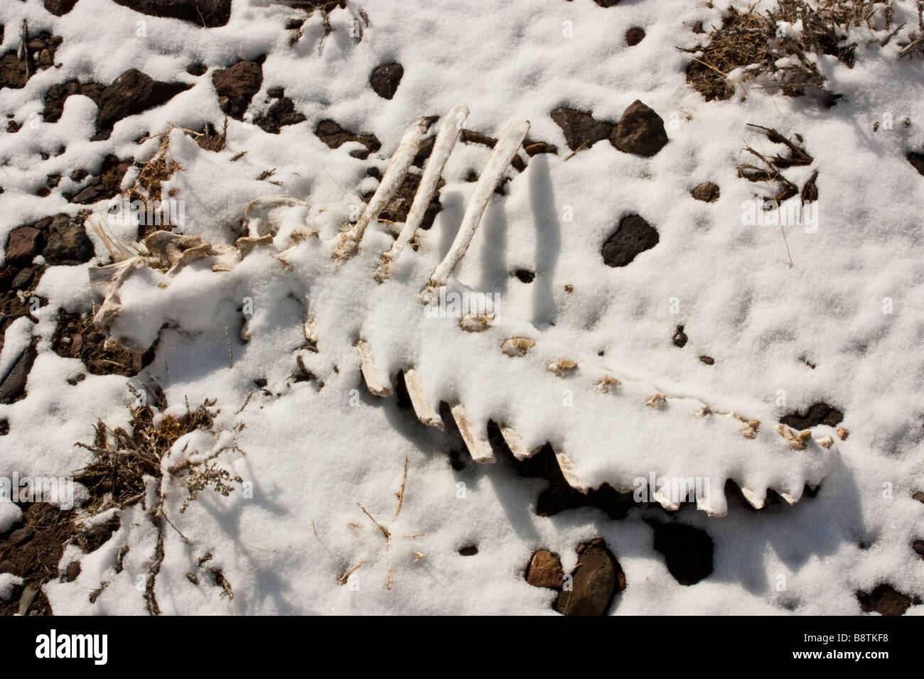 Le ossa della colonna vertebrale di una vacca coperte da neve Foto Stock