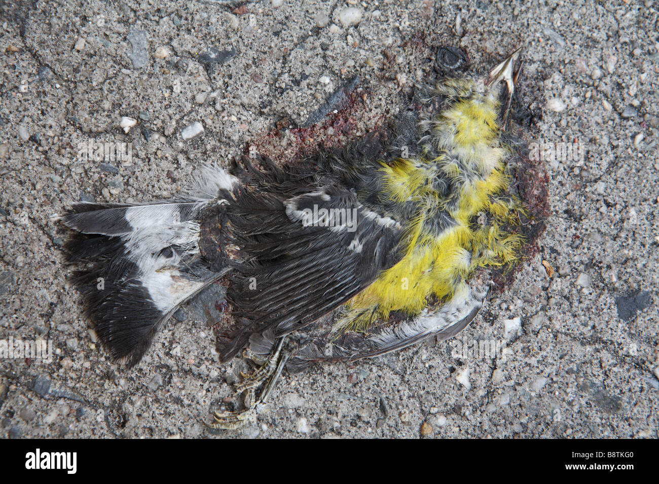 Uccello morto sul viale di accesso Foto Stock