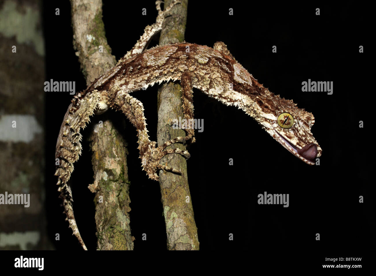 Foglia settentrionale-tailed Gecko (Phyllurus cornutus) Foto Stock