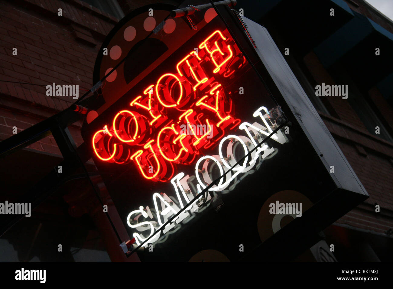 Coyote Ugly Saloon luce al neon sign Ybor City Tampa Florida USA Foto Stock
