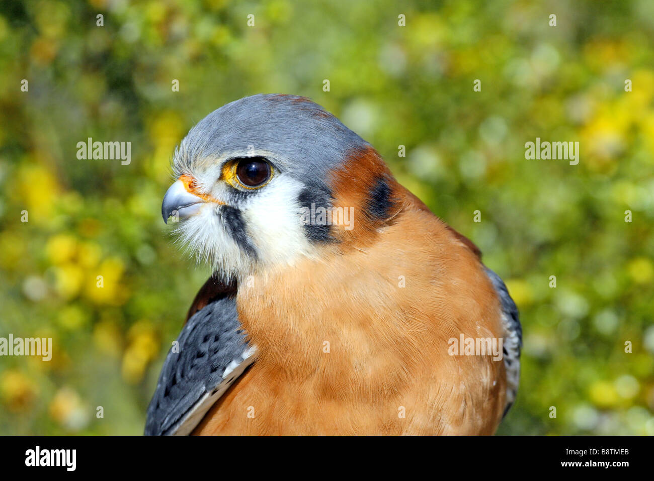 American Gheppio Falco sparverius Foto Stock