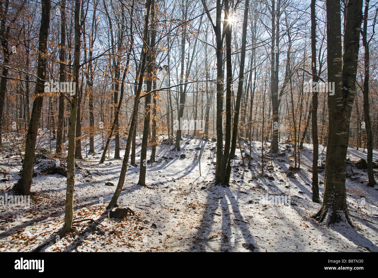 La Fageda d'en Jorda coperte da neve. Questo fatto non è abituale. Garrotxa provincia di Girona Catalogna Catalogna Spagna Foto Stock