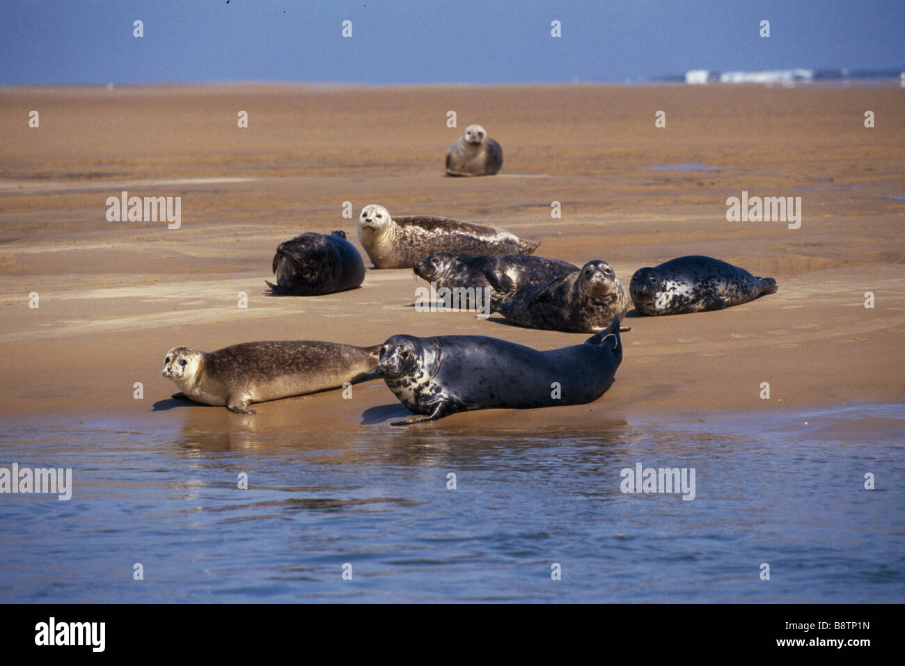 Un gruppo di guarnizioni su una spiaggia a punto Blakeney due guarnizioni sono vicino al bordo delle acque Foto Stock