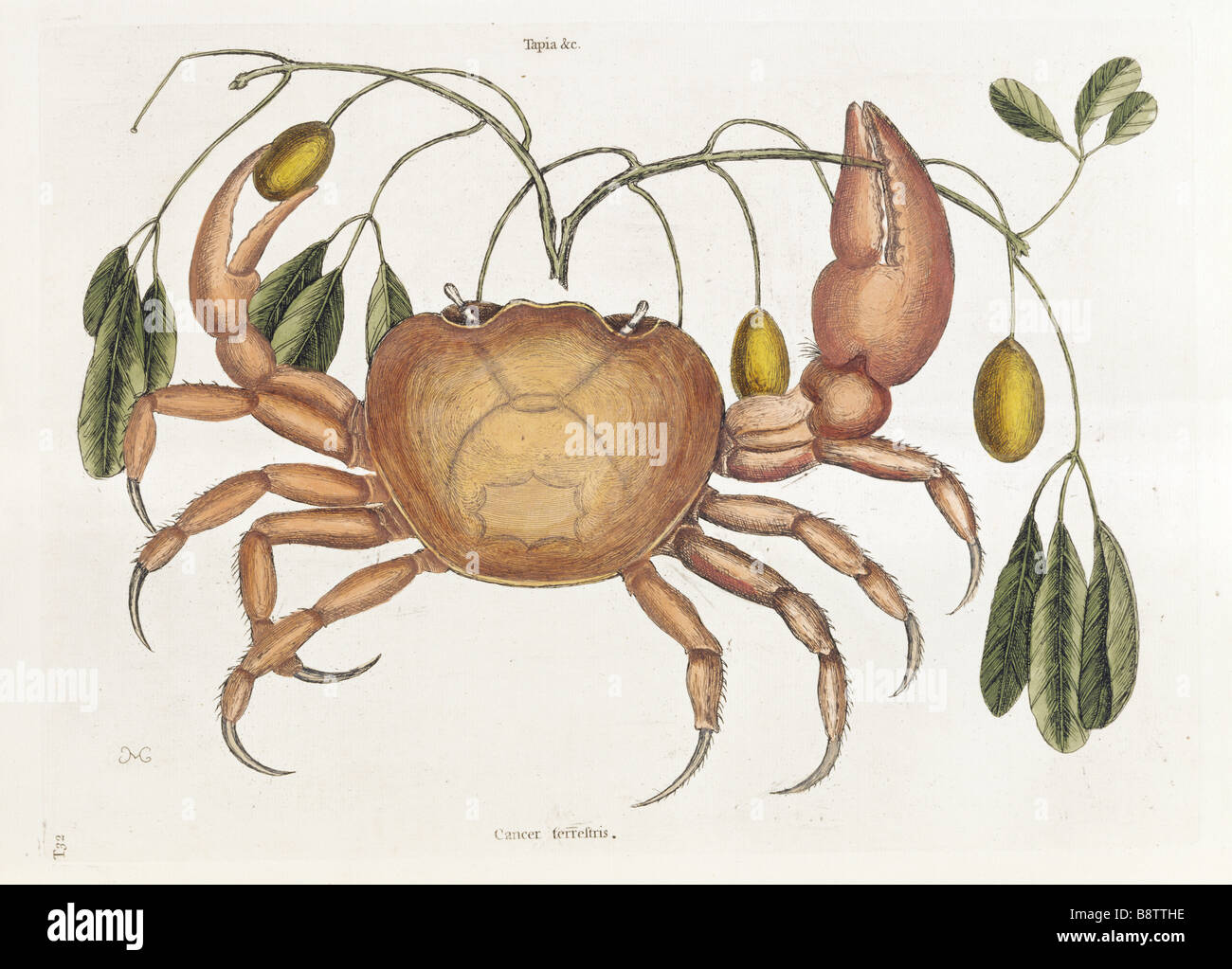 Il Granchio di terra piastra 32 Mark Catesby la storia naturale di Carolina London 1754 La Biblioteca Blickling Hall Foto Stock