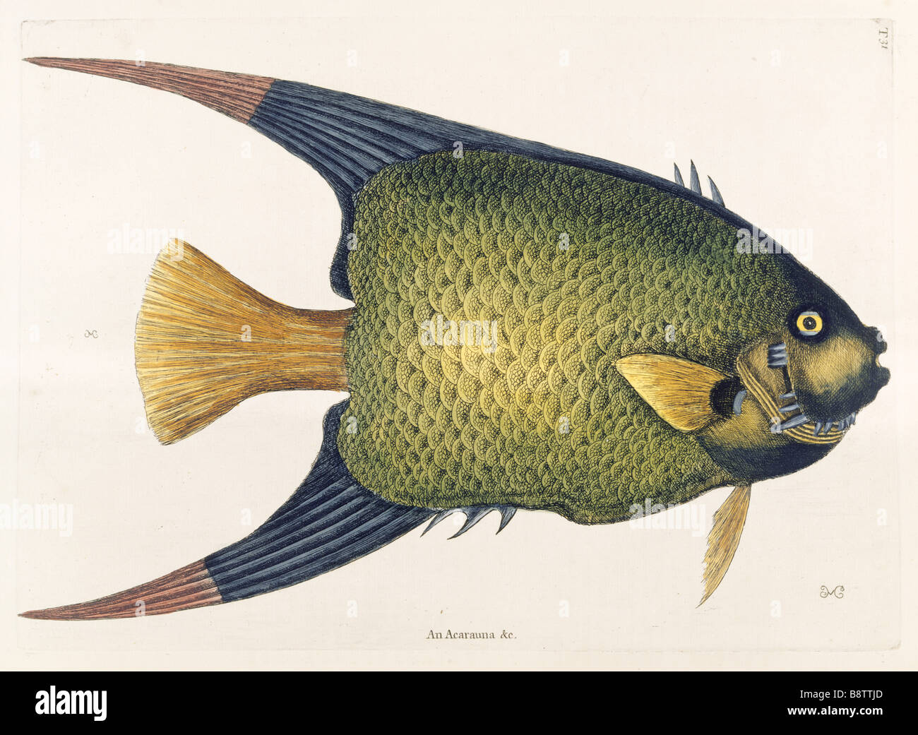 Pesci angelo piastra 31 Mark Catesby la storia naturale di Carolina London 1754 La Biblioteca Blickling Hall Foto Stock