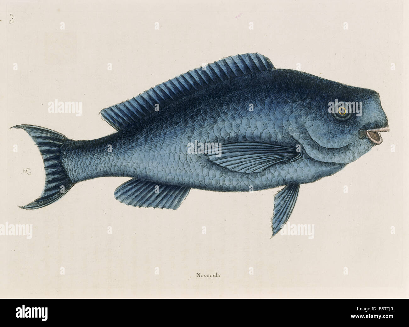 Il pesce azzurro la piastra 18 Mark Catesby la storia naturale di Carolina London 1754 La Biblioteca Blickling Hall Foto Stock