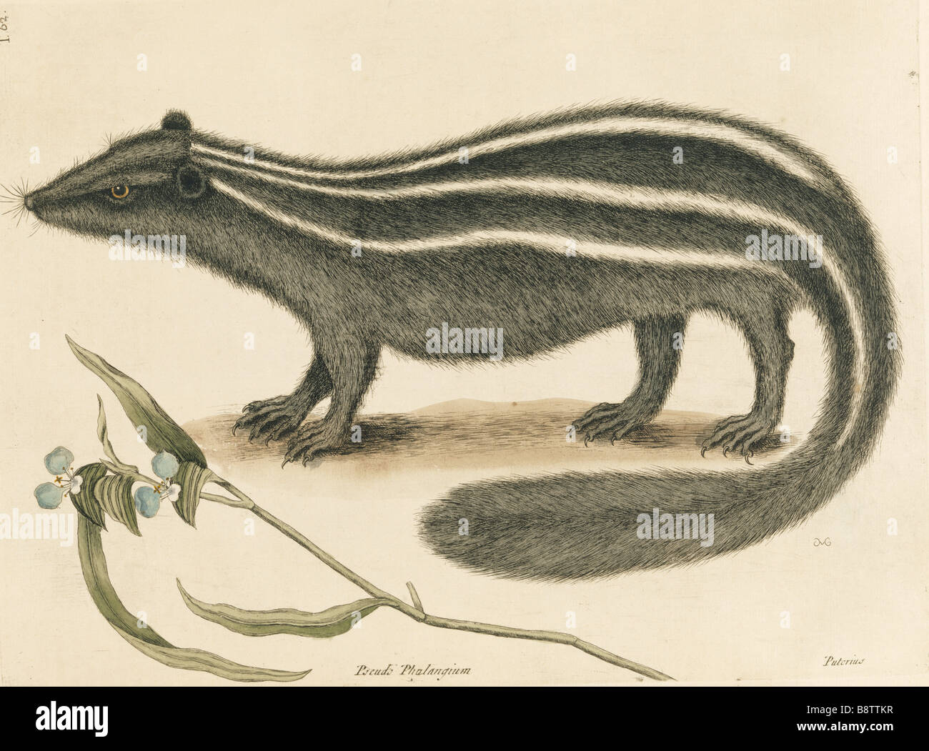 Piastra Polecat 62 Mark Catesby la storia naturale di Carolina London 1754 La Biblioteca Blickling Hall Foto Stock