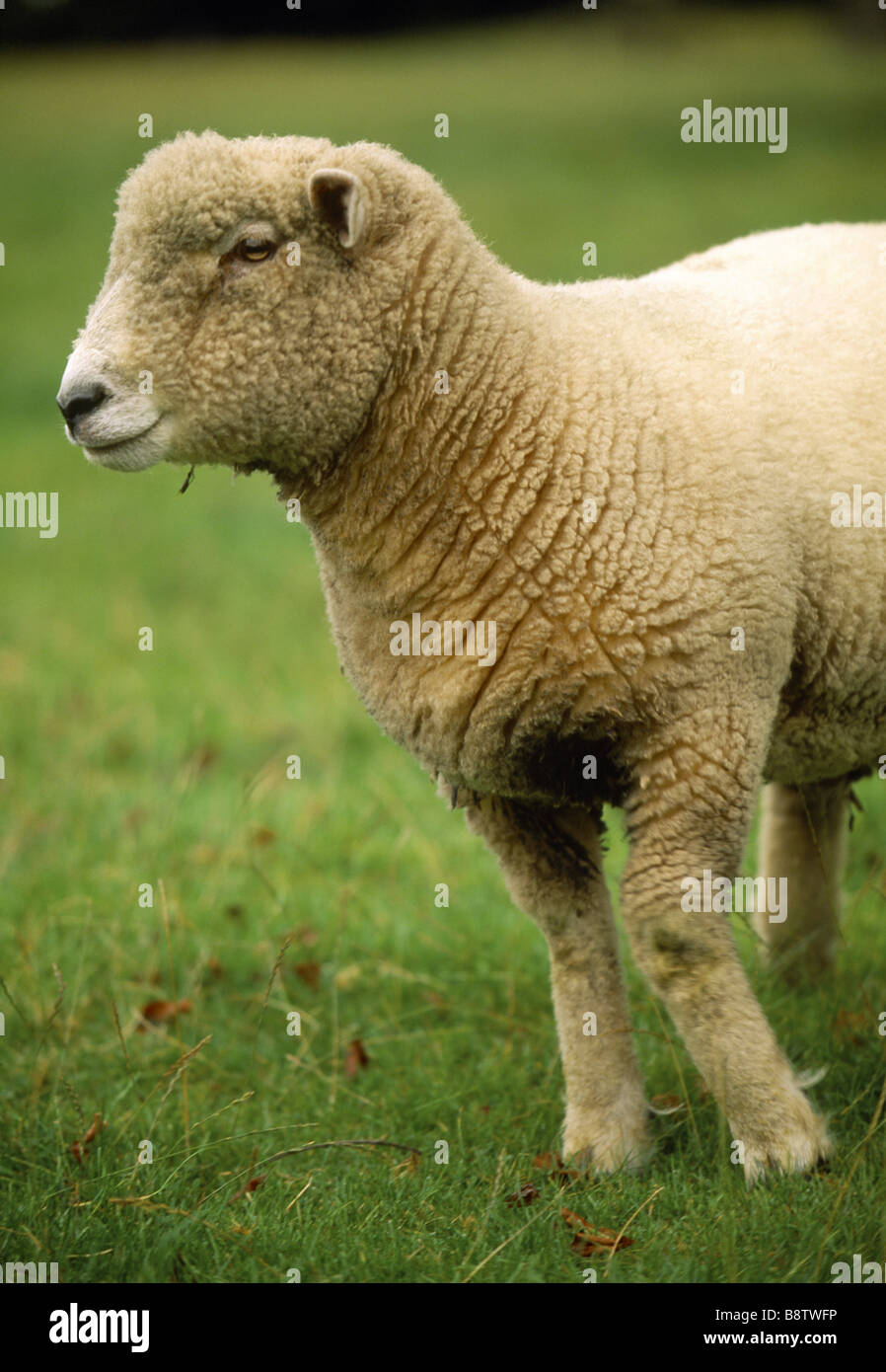 Vista ravvicinata della testa e zampe anteriori di un pedigree Ryland pecore di Warren fattoria sul Brockhampton Station Wagon Foto Stock