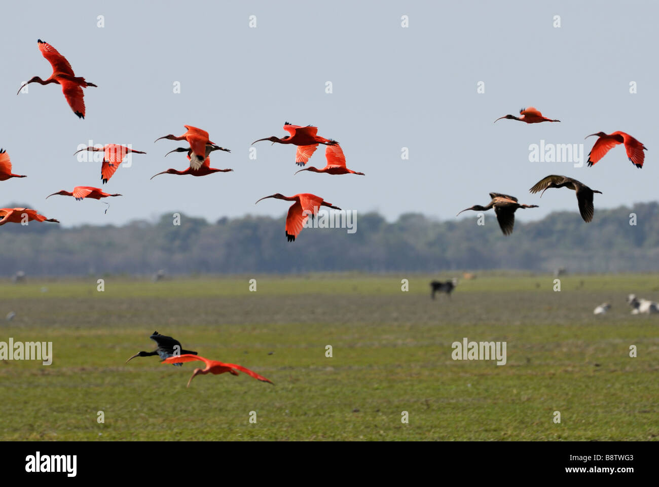 Sciame di Scarlet Ibis battenti, Eudocimus ruber, LOS LLANOS, Venezuela, Sud America Foto Stock