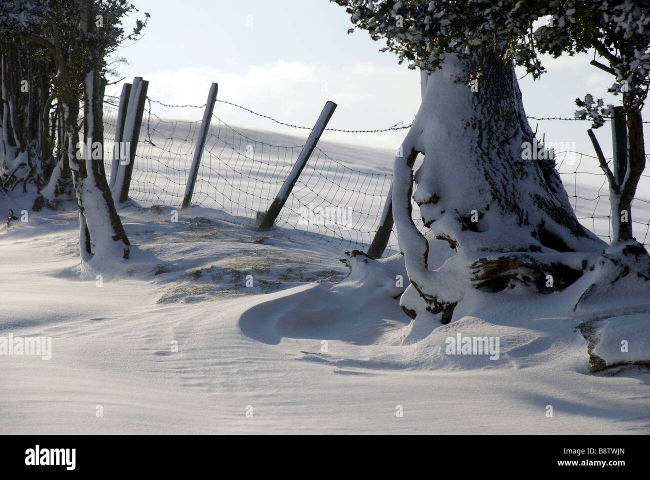 Alberi e recinzioni in inverno scena di neve Foto Stock